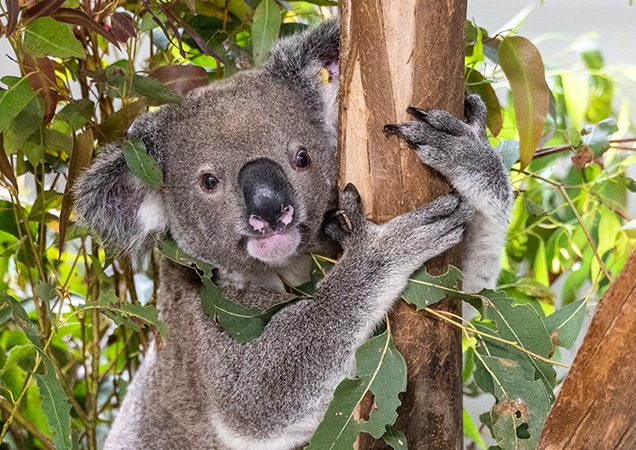 Jay the koala